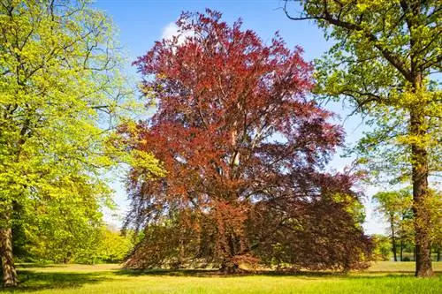 European beech pruning