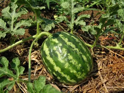 Watermelon: care tips for a successful harvest