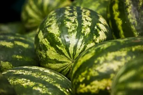 Affina il melone: ecco come puoi farlo passo dopo passo