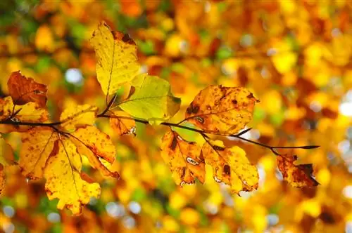 European beech: detecting and successfully combating diseases