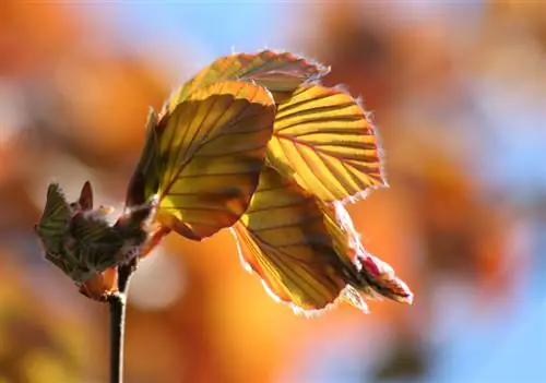 Small copper beech