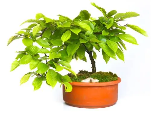 Beech Eropa sebagai bonsai: tips perawatan, pemotongan, dan desain