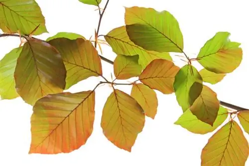 Recognizing copper beech leaves: shape, color & special features