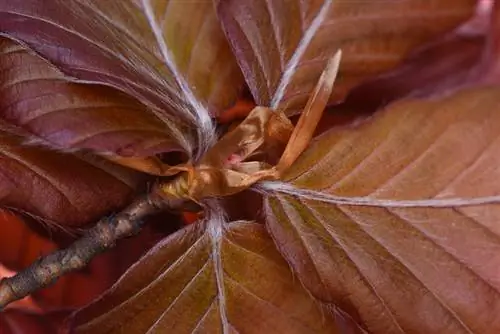 European beech young leaves