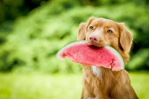 Watermelon dog