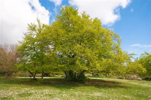 common beech yam ntxwv