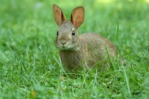 Rabbit and watermelon: A refreshing treat?