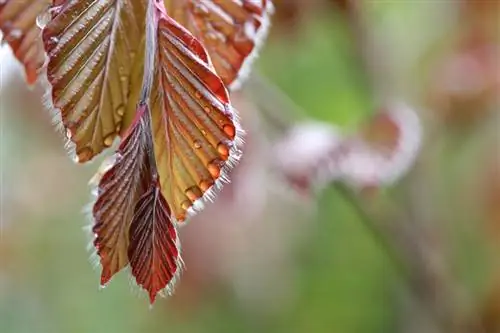 Memupuk pohon beech Eropa: Kapan, bagaimana dan mengapa? Segala sesuatu yang perlu Anda ketahui