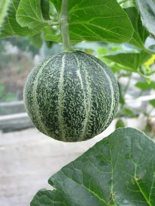 Melone frutta o verdura