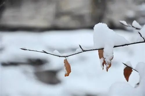 European beeches in winter: protection and care for young trees