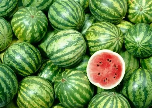 Saison des melons