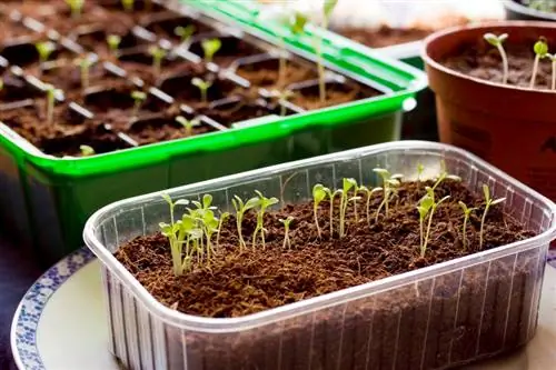 Semis des asters d'été : Comment les semer correctement ?