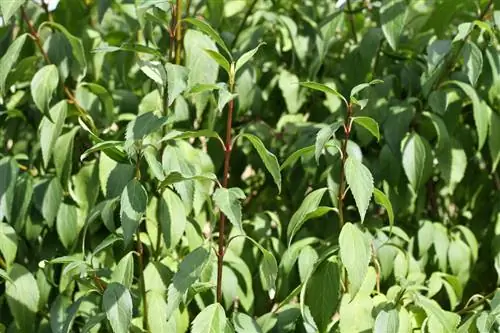 Forsythia borë në verë: kujdes, shumim dhe prerje