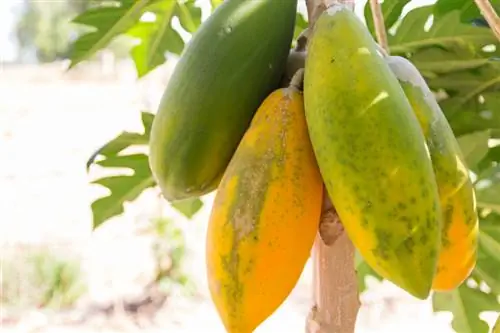 Papaya ripens