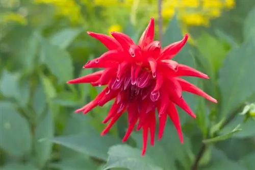 Arroser les asters d'été