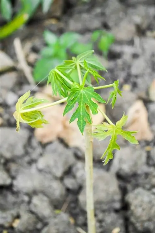 Plant papaya