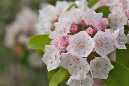 Mountain laurel care: tips for watering, fertilizing and cutting