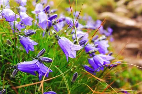 Watering Karpatan bluebells