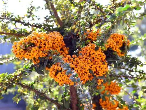 Firethorn berries: poisonous or harmless to humans and animals?