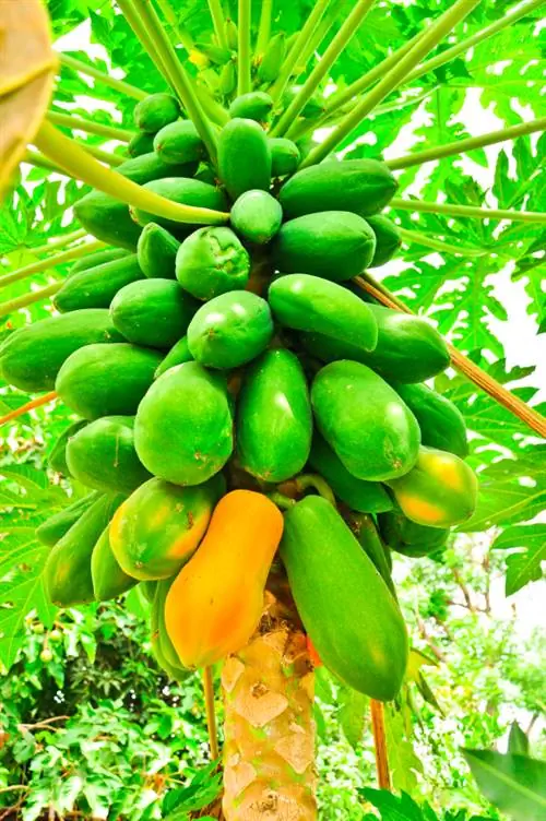 Lumalagong papaya