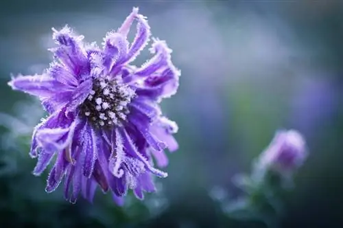 Kesä asters pakkanen