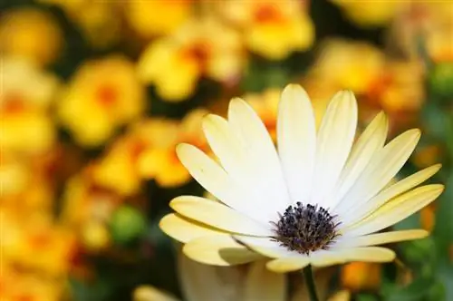 Bornholmer daisies বার্ষিক হয়