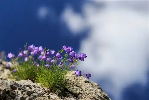 Pasa el invierno con éxito: la campanilla de los Cárpatos en el jardín