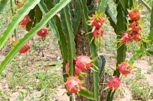 Dragon Fruit from Sentraal-Amerika: verbouing en gebruik