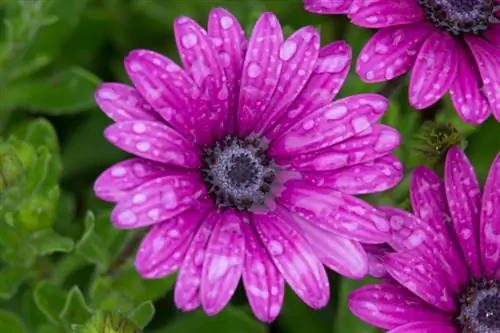 Water Bornholm daisy