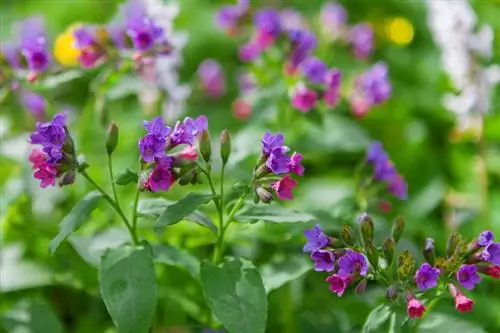 Lungwort кам көрүү: бакчадагы дени сак өсүмдүктөр үчүн кеңештер