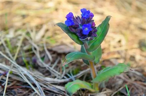 Plantar pulmonaria: ubicación, sustrato y consejos de cuidado