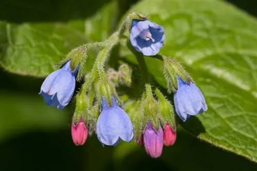 Lungwort: উদ্ভিদের জন্য কোন স্থানটি সর্বোত্তম?