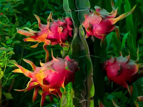 Cultiver du Pitahaya : Comment réussir à le cultiver dans votre jardin