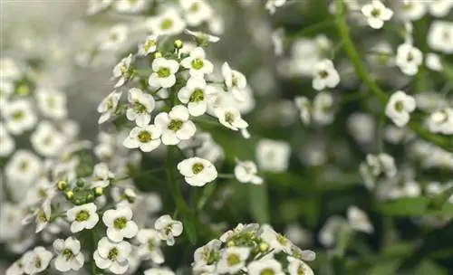 Silverweed nyob rau lub caij ntuj no: ciaj sia nyob rau lub caij txias