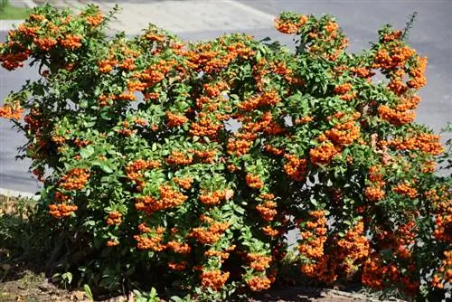 Agazzino in giardino: così favorisci la crescita in modo ottimale