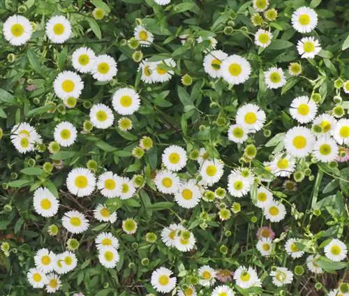 španjolski Daisy Frost