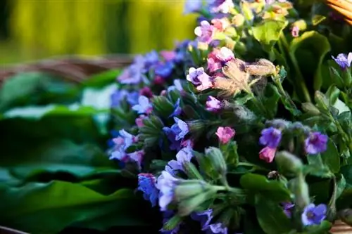 pulmonaria comestible