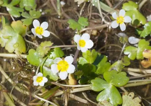 Plantera vattenkråkfot: Tips för framgångsrik odling