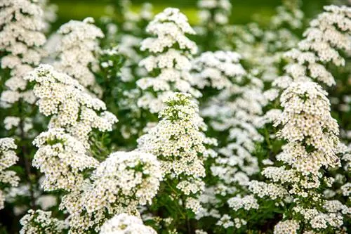 Cortar silverweed: consejos para tiempos de floración más prolongados y cuidados