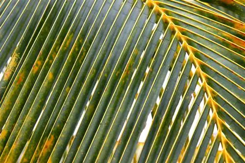 Hibernar una palmera de coco: así se garantizan las condiciones ideales