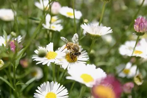 Daisy spanjolle: Çfarë është kujdesi i mirë?