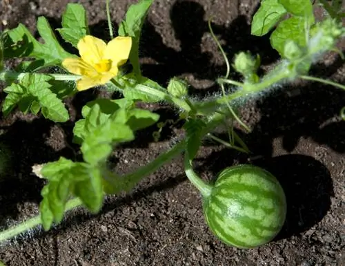 Coltivare l'anguria: ecco come prosperano nel tuo giardino