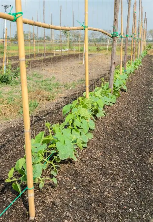 Plant spanspekke: Wenke vir suksesvolle verbouing in die tuin