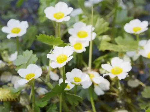 Pianta il ranuncolo acquatico nello stagno