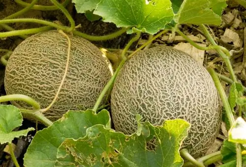 Dulces plantas exóticas en el jardín: tipos de melones y sus cuidados