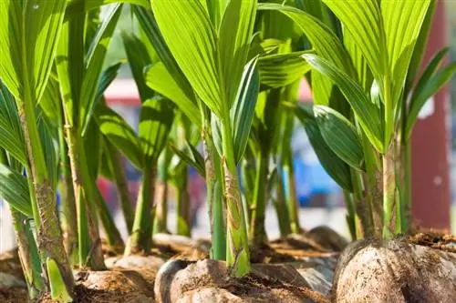 Repot pokok kelapa