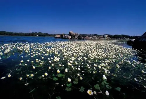 Water crowfoot profile: Everything you need to know about the plant