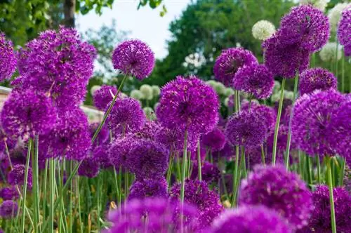 Sierknoflook vermenigvuldigen: eenvoudige methoden voor meer planten