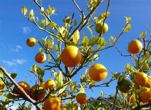 Kumquat tappar löv