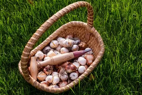 Place ornamental garlic onions